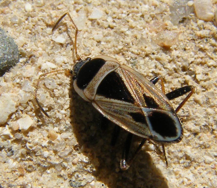 Lygaeidae: Rhyparochromus saturnius di Sardegna